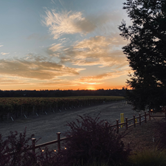 Vineyard Sunset